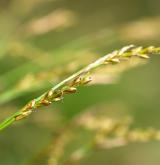 ostřice prstnatá <i>(Carex digitata)</i> / Plod