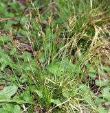 ostřice prstnatá <i>(Carex digitata)</i> / Habitus