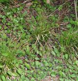 ostřice prstnatá <i>(Carex digitata)</i> / Habitus