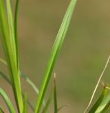 ostřice prstnatá <i>(Carex digitata)</i> / List