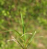 ostřice prstnatá <i>(Carex digitata)</i> / Habitus