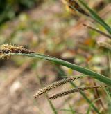 ostřice flacca <i>(Carex flacca)</i> / Květ/Květenství