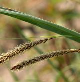 ostřice flacca <i>(Carex flacca)</i> / Květ/Květenství