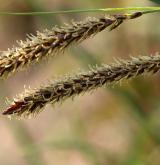 ostřice flacca <i>(Carex flacca)</i> / Květ/Květenství