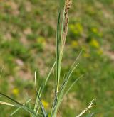 ostřice flacca <i>(Carex flacca)</i> / Habitus