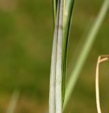 ostřice flacca <i>(Carex flacca)</i> / List