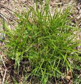 ostřice horská <i>(Carex montana)</i> / Habitus