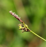 ostřice horská <i>(Carex montana)</i> / Květ/Květenství