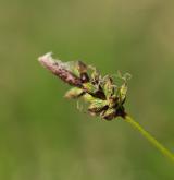 ostřice horská <i>(Carex montana)</i> / Květ/Květenství