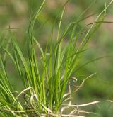 ostřice horská <i>(Carex montana)</i> / Habitus