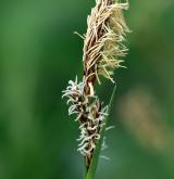 ostřice plstnatá <i>(Carex tomentosa)</i> / Květ/Květenství