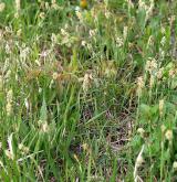 ostřice plstnatá <i>(Carex tomentosa)</i> / Habitus