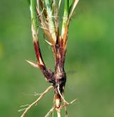 ostřice plstnatá <i>(Carex tomentosa)</i> / Zásobní orgán/orgán klonálního růstu