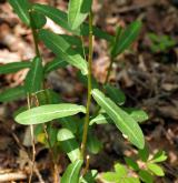 pryšec sladký <i>(Euphorbia dulcis)</i> / Habitus