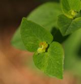 pryšec sladký <i>(Euphorbia dulcis)</i> / Květ/Květenství