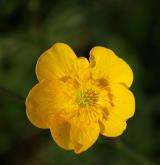 pryskyřník prudký <i>(Ranunculus acris)</i> / Květ/Květenství