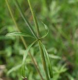 pryskyřník prudký <i>(Ranunculus acris)</i> / List
