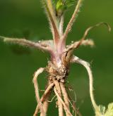 pryskyřník hlíznatý <i>(Ranunculus bulbosus)</i> / Zásobní orgán/orgán klonálního růstu