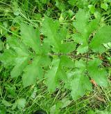 bolševník obecný <i>(Heracleum sphondylium)</i> / List