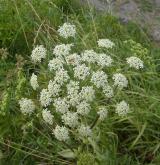 bolševník obecný <i>(Heracleum sphondylium)</i> / Květ/Květenství