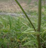 bolševník obecný <i>(Heracleum sphondylium)</i> / Stonek