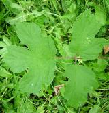 bolševník obecný <i>(Heracleum sphondylium)</i> / List