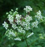 krabilice zápašná <i>(Chaerophyllum aromaticum)</i> / Květ/Květenství