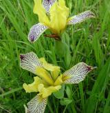 kosatec různobarvý <i>(Iris variegata)</i>