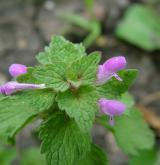 hluchavka nachová <i>(Lamium purpureum)</i> / Habitus