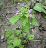 hluchavka nachová <i>(Lamium purpureum)</i> / Habitus