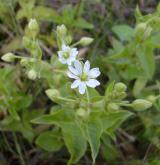 křehkýš vodní <i>(Myosoton aquaticum)</i> / Habitus