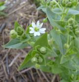 křehkýš vodní <i>(Myosoton aquaticum)</i> / Habitus