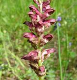 vstavač štěničný <i>(Orchis coriophora)</i> / Květ/Květenství