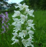 vstavač vojenský <i>(Orchis militaris)</i> / Květ/Květenství