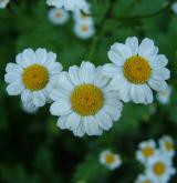 řimbaba obecná <i>(Pyrethrum parthenium)</i> / Květ/Květenství