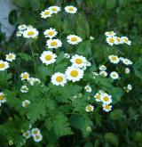 řimbaba obecná <i>(Pyrethrum parthenium)</i> / Habitus