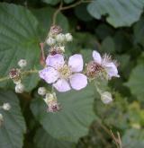 ostružiník dvojbarevný <i>(Rubus bifrons)</i> / Květ/Květenství