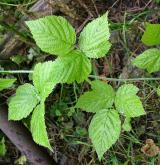 ostružiník ježiník <i>(Rubus caesius)</i> / List