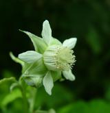 maliník obecný <i>(Rubus idaeus)</i> / Květ/Květenství