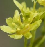javor mléč <i>(Acer platanoides)</i> / Květ/Květenství