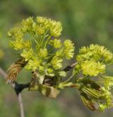 javor mléč <i>(Acer platanoides)</i> / Květ/Květenství