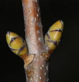 javor klen <i>(Acer pseudoplatanus)</i> / Větve a pupeny