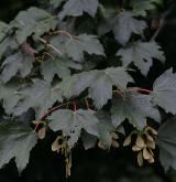 javor klen <i>(Acer pseudoplatanus)</i> / kultivary