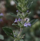 pamětník rolní <i>(Acinos arvensis)</i> / Habitus