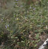 pamětník rolní <i>(Acinos arvensis)</i> / Habitus
