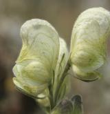 oměj jedhoj <i>(Aconitum anthora)</i> / Květ/Květenství