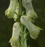 oměj vlčí mor <i>(Aconitum lycoctonum)</i> / Květ/Květenství