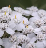 řebříček obecný <i>(Achillea millefolium)</i> / Květ/Květenství