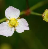 žabník kopinatý <i>(Alisma lanceolatum)</i> / Květ/Květenství