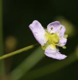 žabník kopinatý <i>(Alisma lanceolatum)</i> / Květ/Květenství